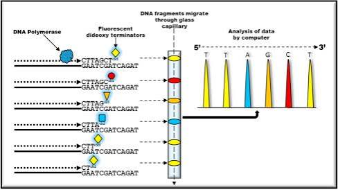 Sanger Sequencing