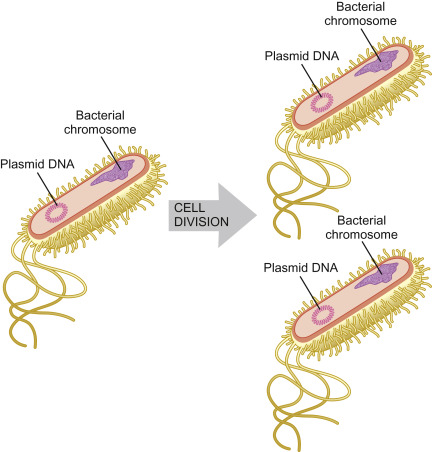 Plasmid