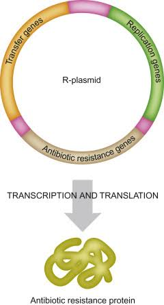 Plasmid