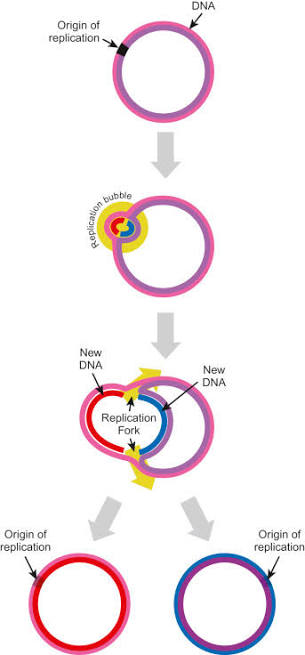 Plasmid DNA